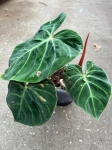 Philodendron verrucosum Amazon Sunset 1