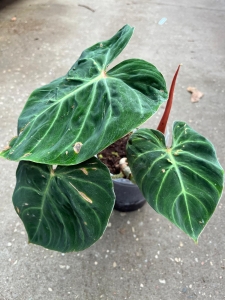Philodendron verrucosum Amazon Sunset 1