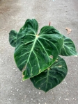 Philodendron verrucosum Amazon Sunset 1