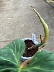 Philodendron verrucosum Amazon Sunset 2