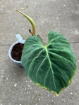 Philodendron verrucosum Amazon Sunset 2
