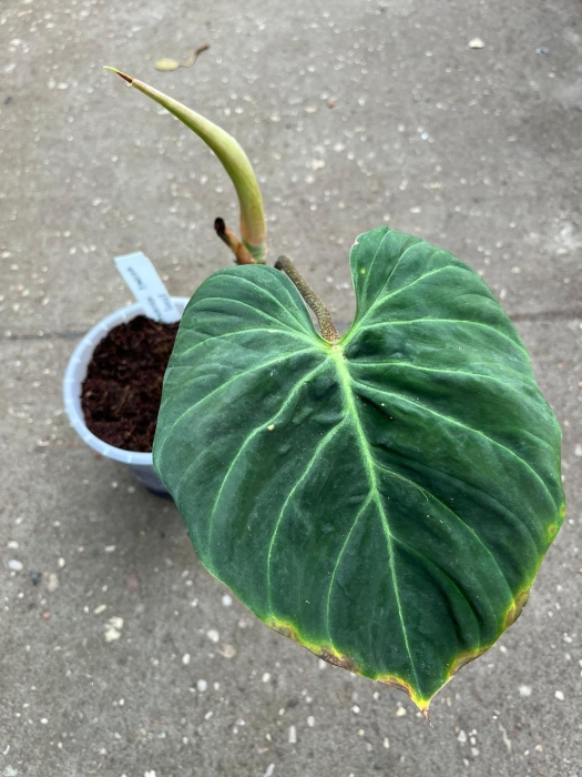 Philodendron verrucosum Amazon Sunset 2
