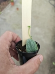 Monstera dubia - S