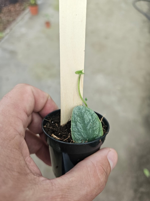 Monstera dubia - S