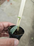 Monstera dubia - S