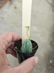 Monstera dubia - S