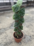 Monstera dubia - zdjęcie poglądowe gatunku