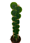 Rhaphidophora celatocaulis - zdjęcie poglądowe gatunku