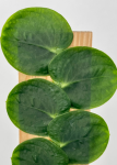 Rhaphidophora celatocaulis - zdjęcie poglądowe gatunku