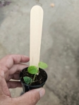 Rhaphidophora celatocaulis - S