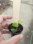 Rhaphidophora celatocaulis - S