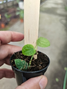 Rhaphidophora celatocaulis - S
