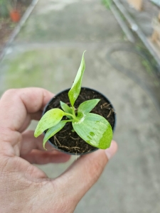 Philodendron Paraiso Verde High Color - S