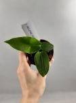 Anthurium Angamarcanum M