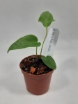 Anthurium Angamarcanum M