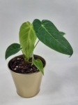 Anthurium Angamarcanum L