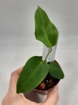 Anthurium Angamarcanum M