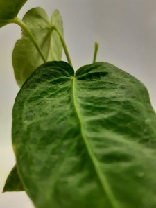 Anthurium angamarcanum