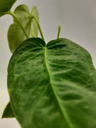 anthurium angamarcanum Anthurium Angamarcanum , Exact Plant  Canopy Gems