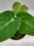 Anthurium Angamarcanum