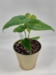Anthurium Angamarcanum L
