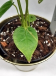 Anthurium Angamarcanum L