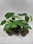 Anthurium Angamarcanum L