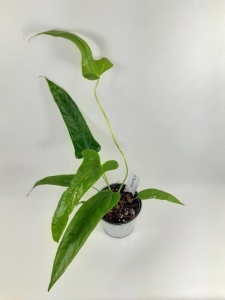 Anthurium falcatum