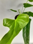 Anthurium Falcatum L