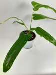 Anthurium Falcatum L