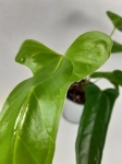 Anthurium Falcatum L