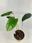 Anthurium longegeniculatum