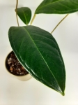 Anthurium longegeniculatum