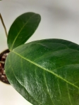 Anthurium longegeniculatum