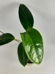 Anthurium longegeniculatum