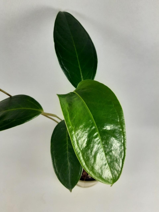 Anthurium longegeniculatum