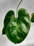 Anthurium Longistrorsum