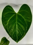 Anthurium Longistrorsum