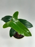 Anthurium rubrinervium