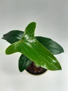 Anthurium rubrinervium