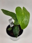 Anthurium giganteum verde