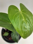 Anthurium giganteum verde