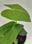 Anthurium giganteum verde