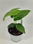 Anthurium giganteum verde