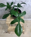 Philodendron florida - zdjęcie poglądowe gatunku