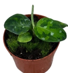 Aglaonema tricolor - M