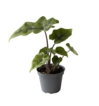 Alocasia Jacklyn - S