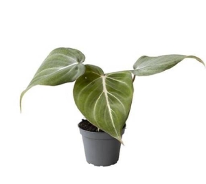 Philodendron gloriosum - M