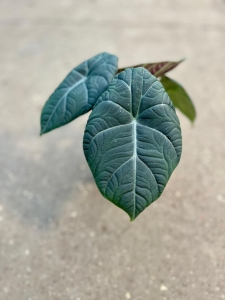 Alocasia maharani - M