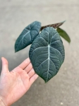Alocasia maharani - M